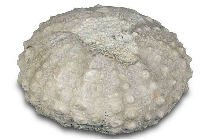 Cretaceous Echinoid (Phymosoma) Fossil - Texas #287346